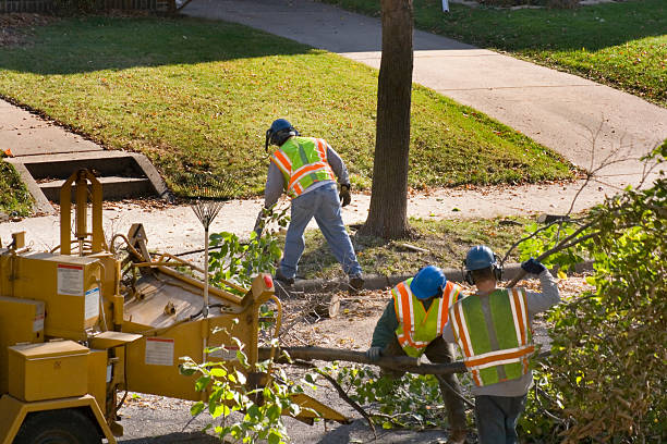 Best Tree and Shrub Care  in Cannelton, IN